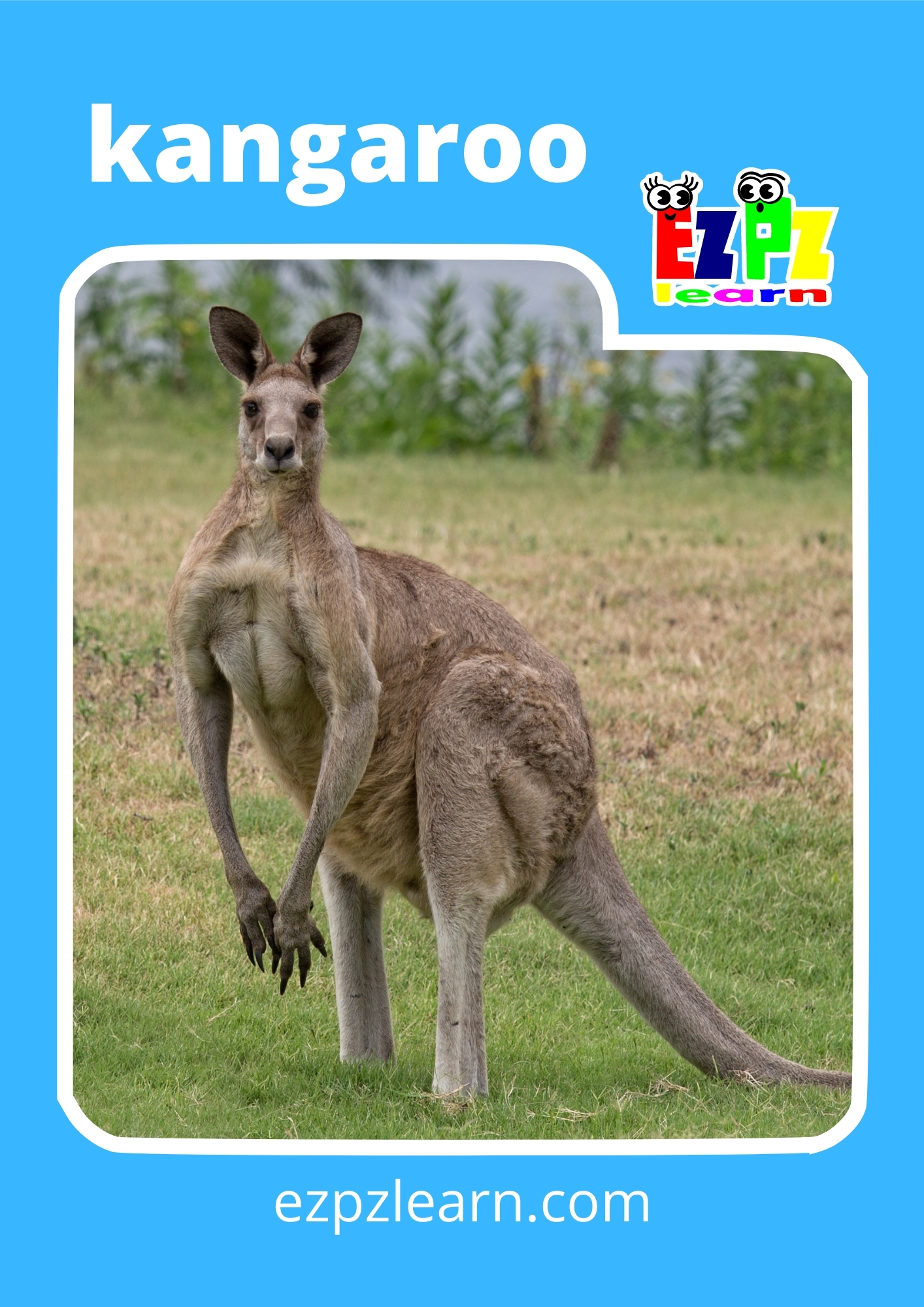 kangaroo